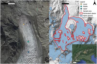 Alpine glacier algal bloom during a record melt year